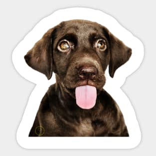 Naughty dog Sticker